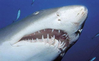 人们为啥收藏鲨鱼牙齿 一颗牙齿竟值数千美元