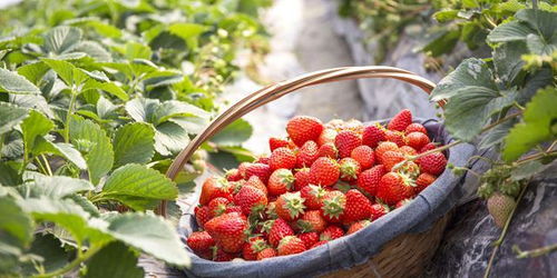 草莓施什么肥料最甜,草莓增甜增色打啥药？