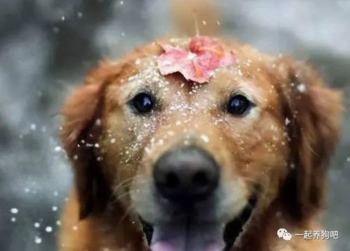 冬季养狗,主人如何提高狗狗 免疫力 教你几个办法