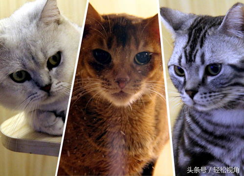 安徽芜湖这美女家养的猫获美国大奖,每只都是价值成千上万元