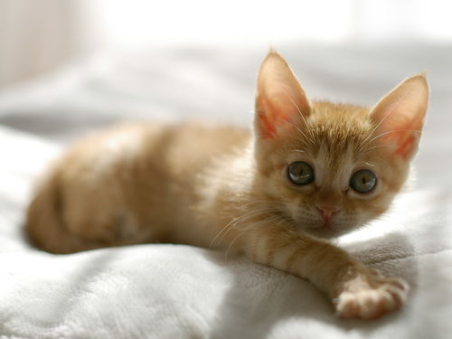 背景里的一张可爱猫咪的图片,很是喜欢,希望谁能说下品种 