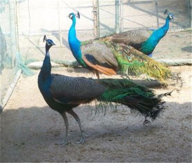 新津县附近有没有孔雀养殖场出售大小孔雀正规合法养殖场 