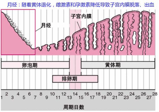 为什么动物不来大姨妈,女人却要受这份罪 