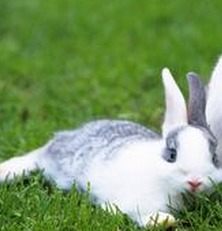 梦见兔子和狗是什么意思梦到兔子和狗好不好(梦到兔子和狗是啥征兆)