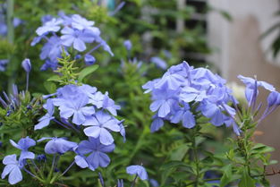 蓝雪花有香味吗,古代蓝色的花有哪些花语？