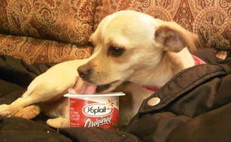 酸奶盖上的酸奶,自己舔不完可以给狗狗,酸奶对狗狗也是有好处的