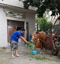 谁家丢了一匹马 赶紧来领 你家马能吃能喝,捡到者快养不起了