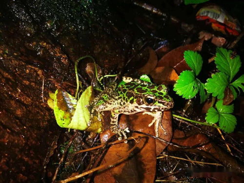 夜探杭州花圃 童年夏夜,有蛙鸣虫趣相伴