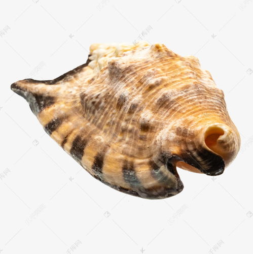 海洋生物贝壳素材图片免费下载 千库网 