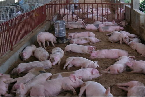 猪价猪肉持续下跌,抢仔猪大战上演,2021年养猪行情如何