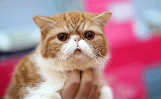 年度账单不如一条喵 济南举办名猫展览,最贵宠物猫身价高达20万 