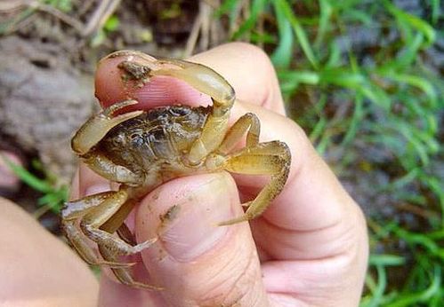 农村河里好吃的10种河鲜,味道鲜美,价格不菲,你最少吃过一种