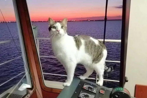 当流浪猫被船员妹纸救下后,船上就有了很多无法解释的现象