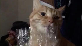 猫咪吃塑料袋怎么办