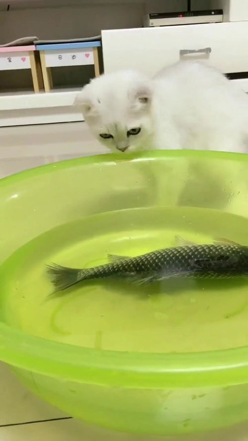 喜欢吃鱼的馋猫,看你怎么把这条鱼给吃掉 