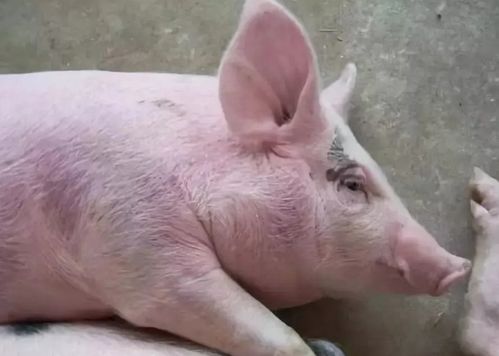 保育猪身上发红掉皮吃食正常用什么药好