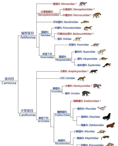 鬣狗明明叫狗,长得也像狗,为什么不是犬科