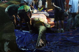 菲律宾专家解剖世界最大鳄鱼尸体 