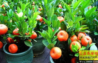 盆栽橘子树怎么养 