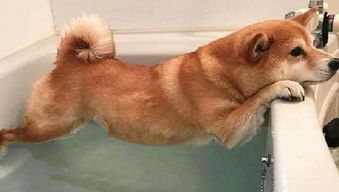 不管狗狗多脏,这5种狗狗不能洗澡 