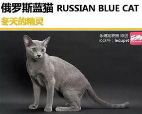 你知道的 蓝猫 有哪几种 