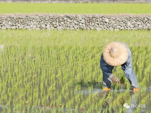 乡村振兴,绝不只是摘掉 贫困户 的帽子 中国未来的地由谁来种