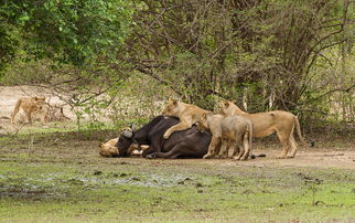 南非怀孕水牛遭狮群围攻 未出生牛犊成口中餐 