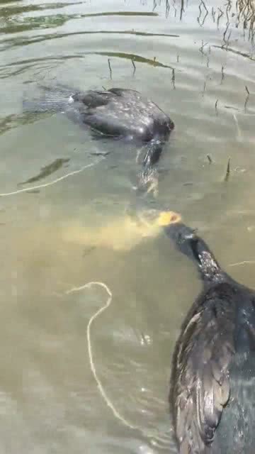 两只鱼鹰在河里抓到大鲤鱼,接下来的画面,看着有点可怜 