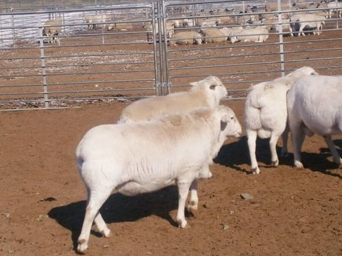 澳洲白绵羊的繁殖能力,绵羊生殖习性？
