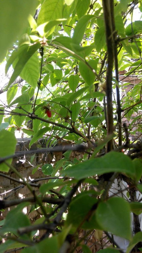 这是什么树 结的果子很小,红色的 