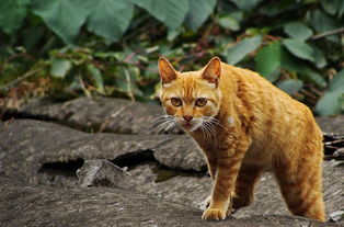 四川简州猫图片 