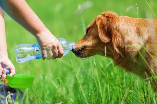 金毛犬5大喂食要点,宠主要谨记