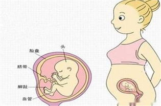 孕产说 男孩胎动真的比女孩早吗,男孩和女孩胎动有什么区别