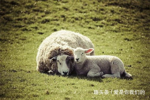 大羊小羊的终生命运,尤其是67年和79年的,你看看准不准