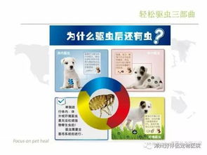 漳州好伴侣宠物医院提醒大家驱虫需全面且系统的进行 