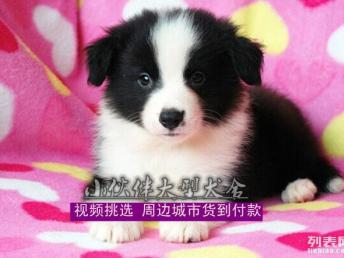 图 深圳边境牧羊犬价格 深圳边境牧羊犬多少钱一只 深圳宠物狗 