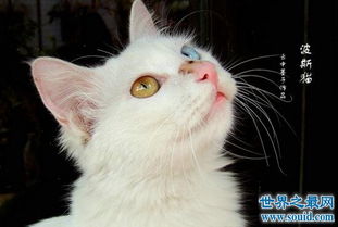 阴阳眼猫咪是怎么回事,蓝黄异瞳白猫美哭了 
