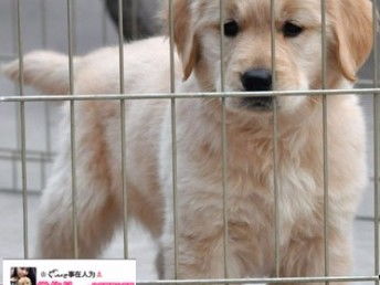 图 成都金毛犬多少钱一只 成都金毛犬舍繁殖 成都出售纯种金毛幼犬 成都宠物狗 