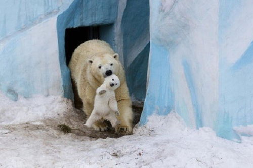好可爱的小北极熊照片,萌化了