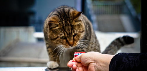 自制猫饭喂猫的这三个注意事项,新手猫饭党要留神,别踩雷