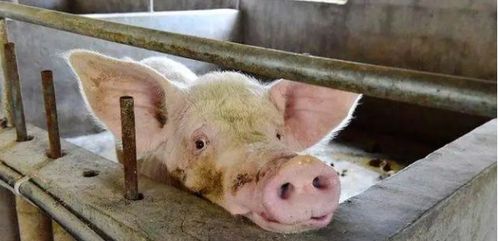 2023全国猪瘟又严重了 2023 6月猪瘟又爆发了