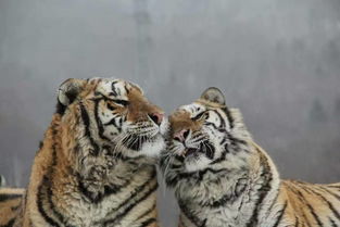 3.3世界野生动植物日,关爱东北虎,从我做起 