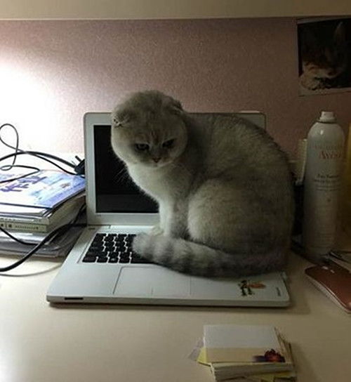 猫咪趁男子不在,抠掉了键盘上两个字母,核对后气得啥也不想说了