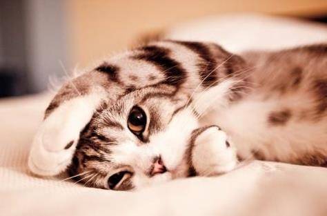 如何判断猫咪发烧 它们爱睡懒觉可能是生病啦