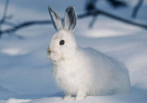 兔子饲养 兔子大便有点湿软会死吗 拉稀原因及对应措施参考