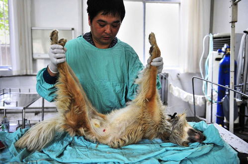 记者探访陕西省动物实验中心 