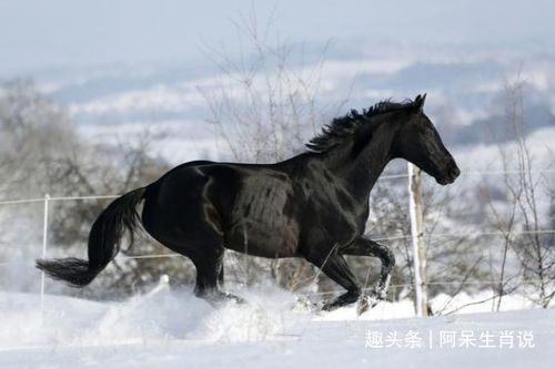 1978年生肖马五行属什么 命中贵人生肖是谁 你身边有吗