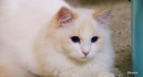 火焰布偶猫,一种品种不常见的猫