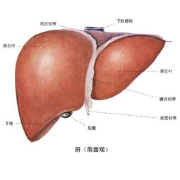 权威专家教你三个养肝秘方