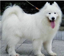 纯种精品萨摩犬出售 微笑天使萨摩耶幼犬 可上门看狗